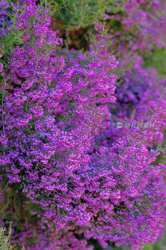 开花植物:石南花/石南花